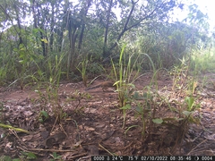 Euxerus erythropus