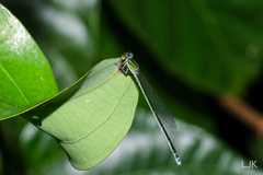 Pseudagrion australasiae