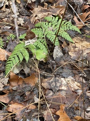 Athyrium angustum
