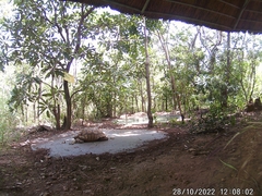 Centrochelys sulcata