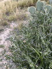 Schaefferia cuneifolia