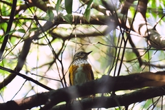 Turdus hortulorum