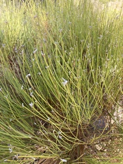 Genista umbellata