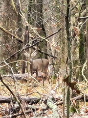 Odocoileus virginianus