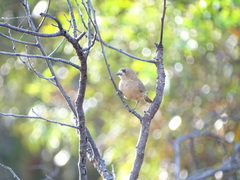Aphelocephala leucopsis