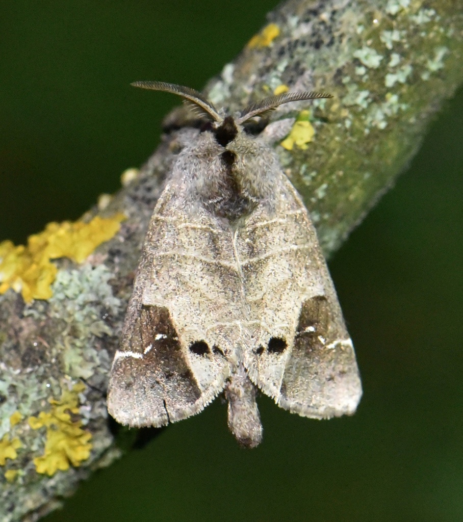 Scarce Chocolate-tip