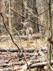 Odocoileus virginianus