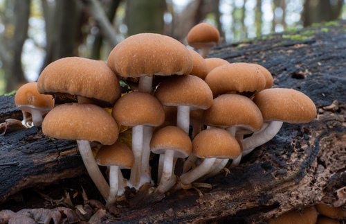 Drobuľka vodomilná (Psathyrella piluliformis)