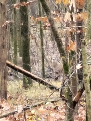 Odocoileus virginianus
