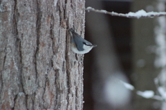 Sitta europaea asiatica