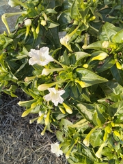 Mirabilis jalapa