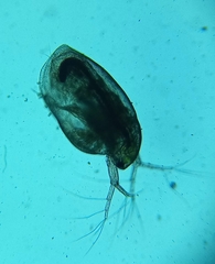 Simocephalus