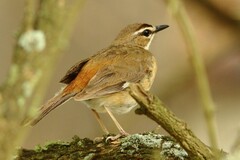 Cercotrichas quadrivirgata