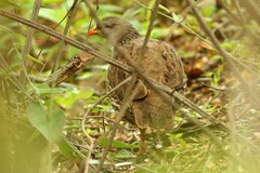 Pternistis natalensis