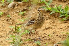 Cercotrichas leucophrys