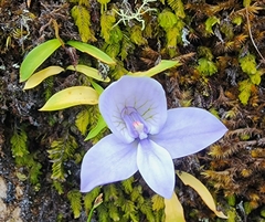 Disa longicornu