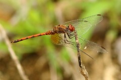 Trithemis werneri
