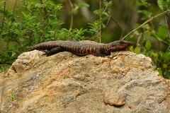 Matobosaurus validus