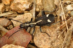 Cypholoba graphipteroides