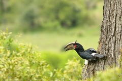 Bycanistes bucinator