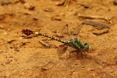 Paragomphus elpidius