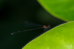 Prodasineura verticalis