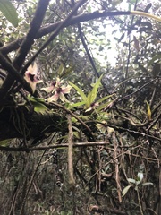 Telipogon latifolius