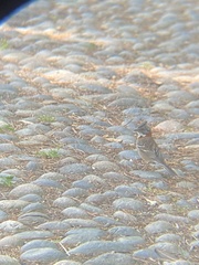 Zonotrichia capensis