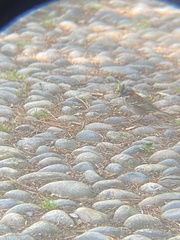 Zonotrichia capensis