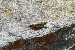 Arcyptera fusca
