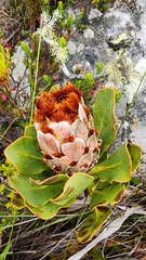 Protea speciosa