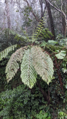 Alsophila spinulosa (Alsophila spinulosa)