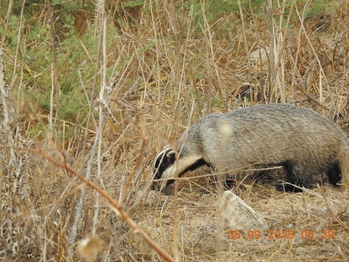 Southwest Asian Badger