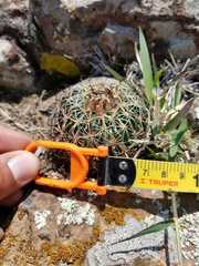 Echinofossulocactus zacatecasensis