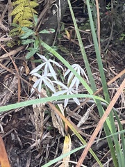 Crinum americanum
