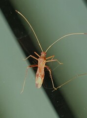 Paraxenetus guttulatus