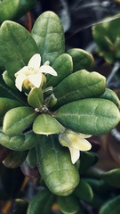 Diospyros dichrophylla