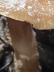 Suillus tomentosus