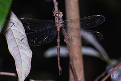 Gynacantha subinterrupta