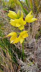 Orthochilus tabularis