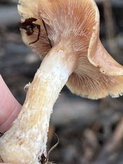 Suillus tomentosus