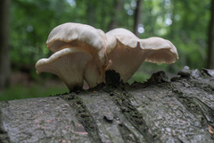 Pleurotus cornucopiae