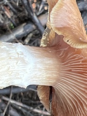 Suillus tomentosus