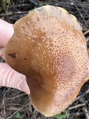 Suillus tomentosus