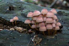 Mycena renati