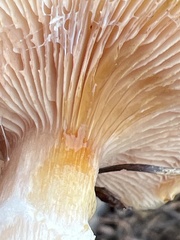 Suillus tomentosus