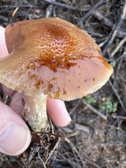 Suillus tomentosus