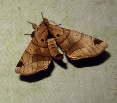 Apatelodidae