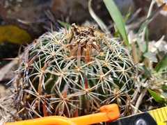 Echinofossulocactus zacatecasensis