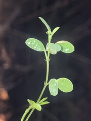 Lespedeza repens